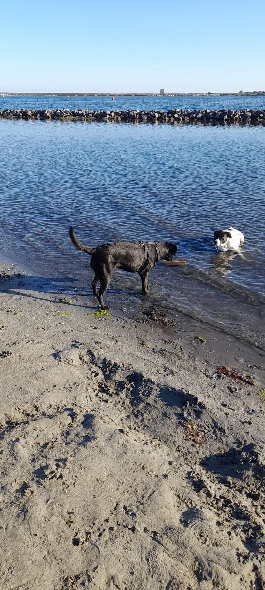 Vincent, pet sitter in Woerden, photo 4