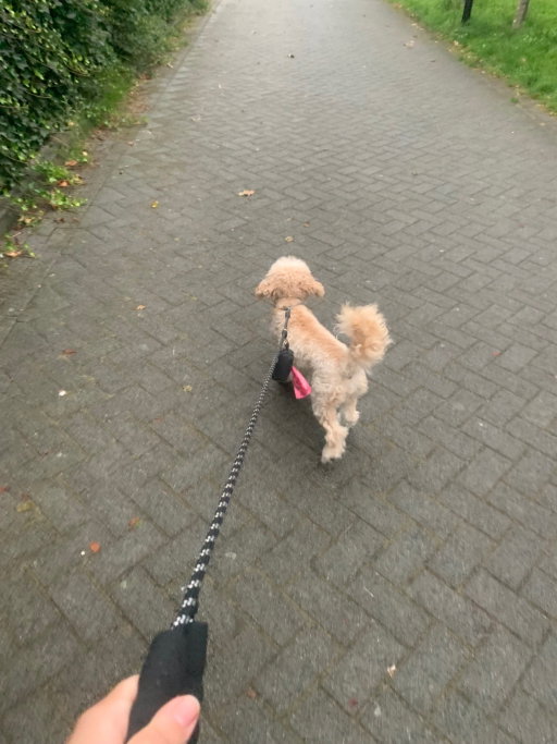 Jolene, pet sitter in Meijel, photo 3