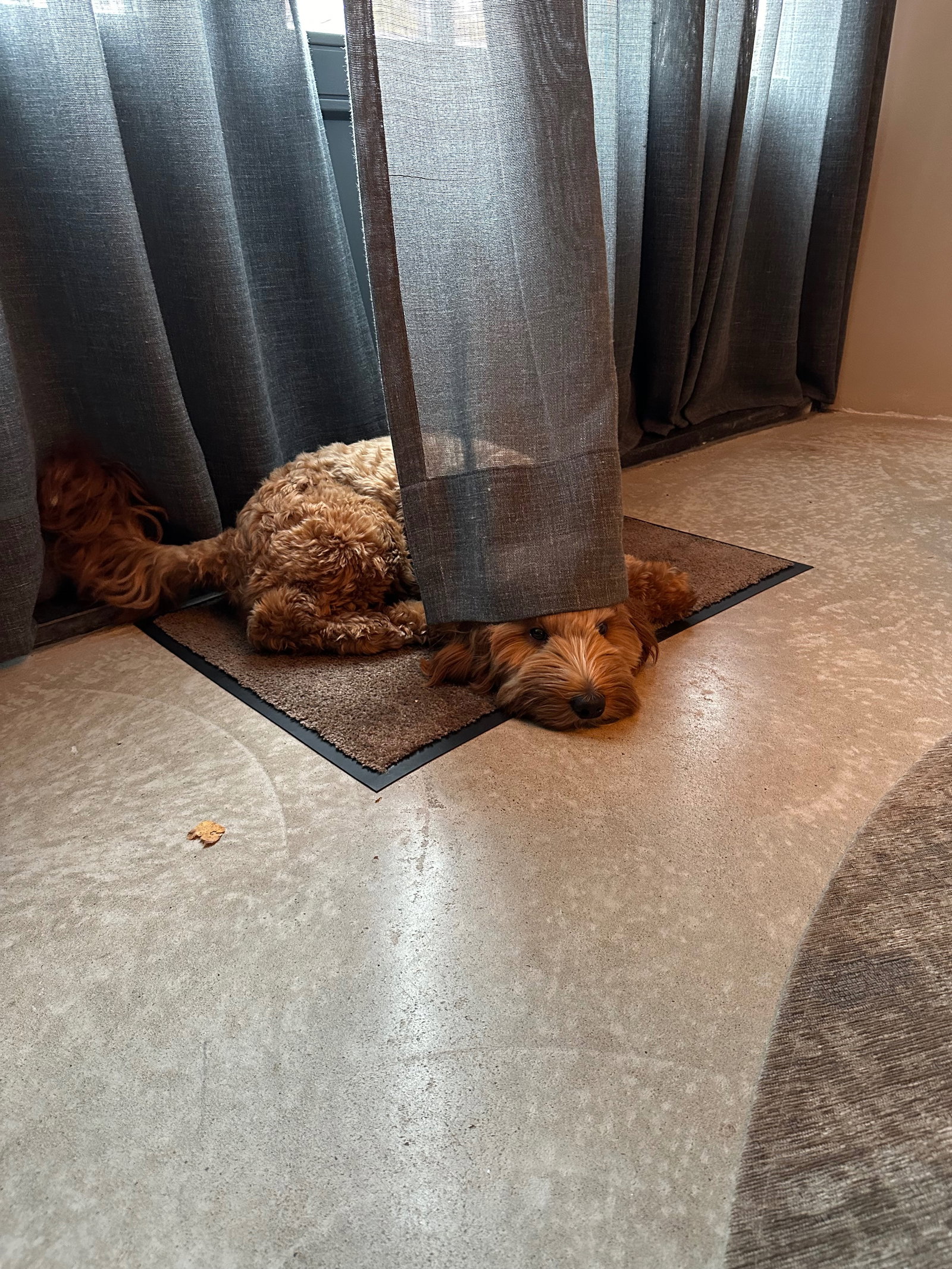 Amber, pet sitter in Blaricum, photo 2