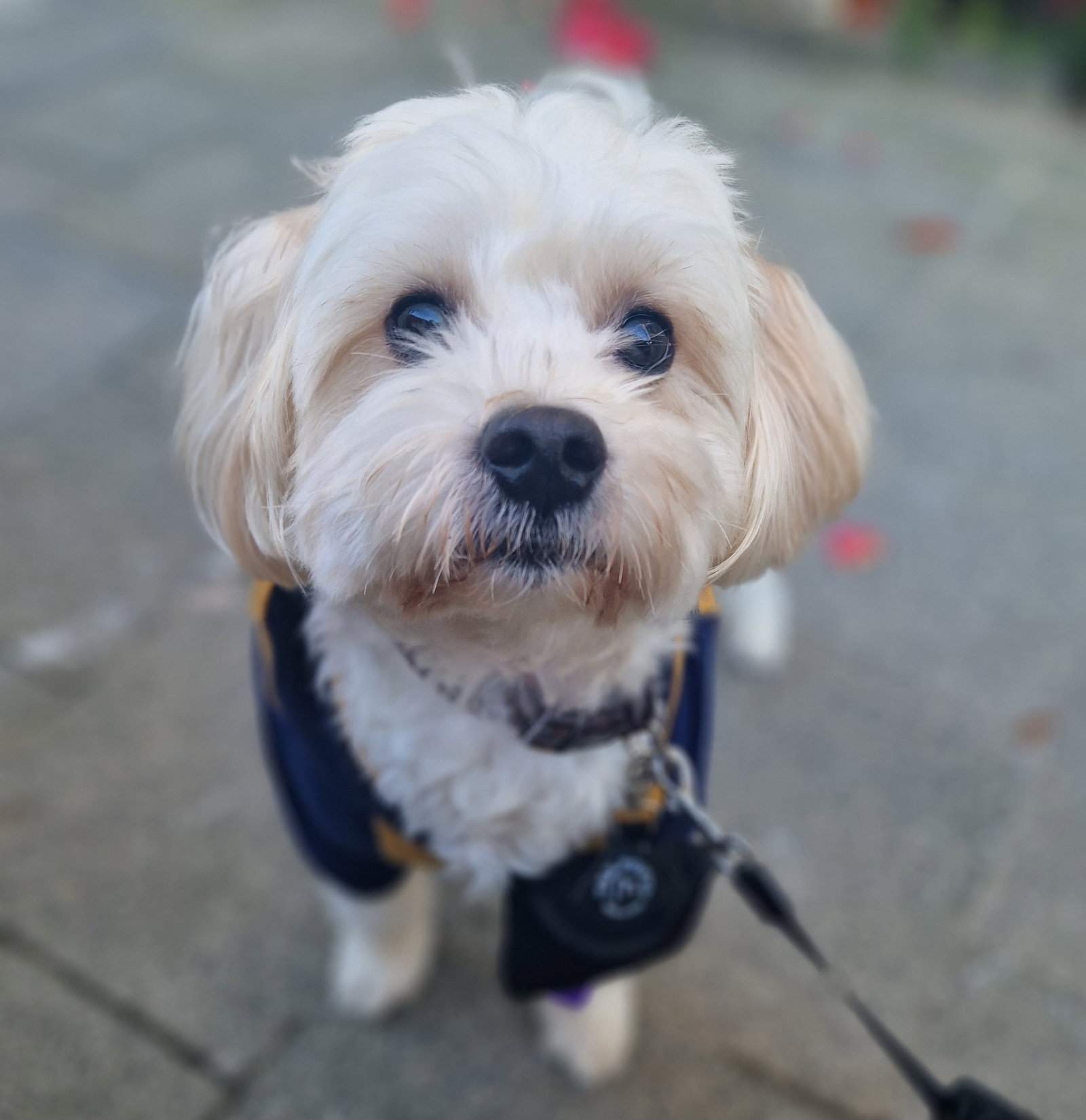 Mafe, pet sitter in 's-Gravenhage, photo 1