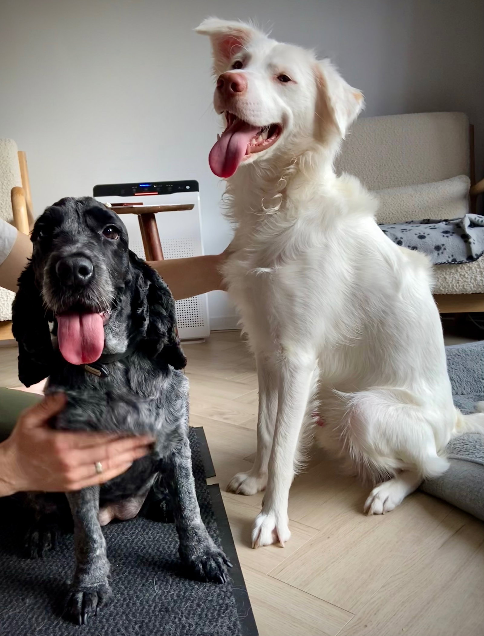 Denise, pet sitter in Hoogvliet Rotterdam, photo 3