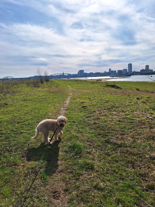 lotte, pet sitter in Nijmegen, photo 4