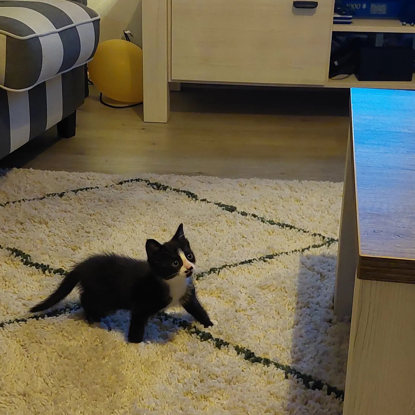 Manon, pet sitter in Rijswijk, photo 1
