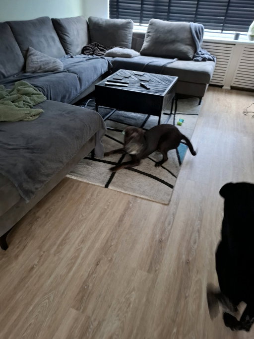 Daphne, pet sitter in Budel-Schoot, photo 1