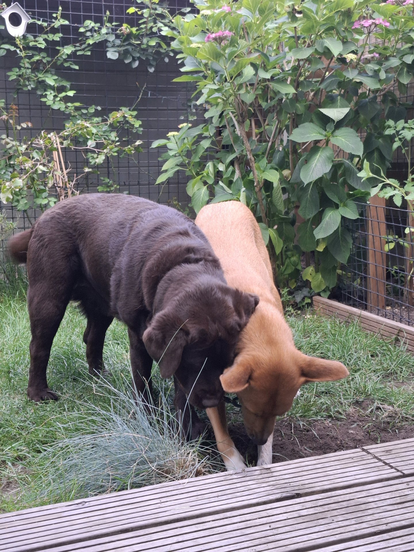 Bart-Jan, pet sitter in Utrecht, photo 3