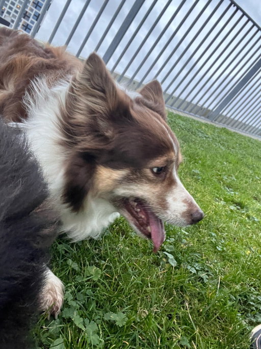 Crace, pet sitter in Nijmegen, photo 1