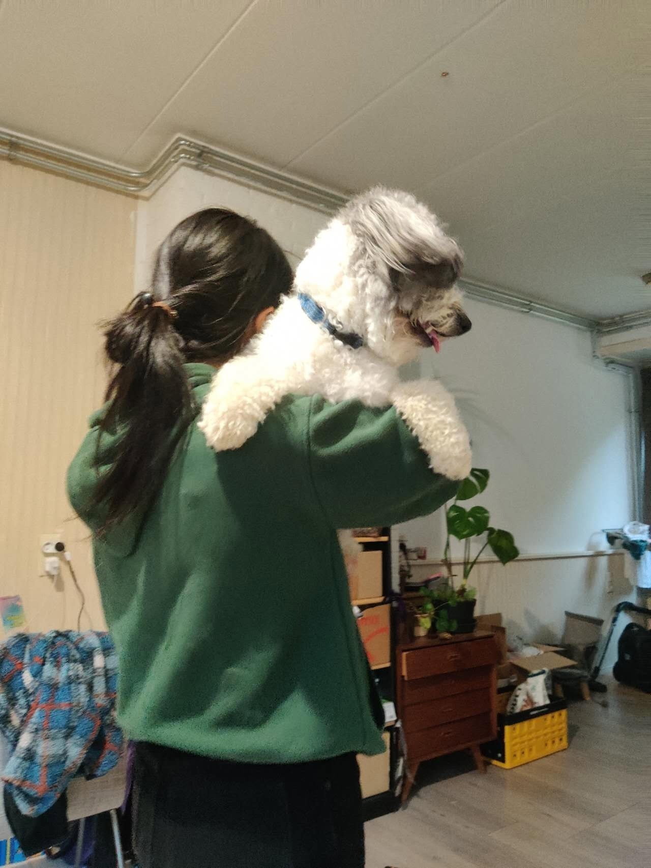 Han, pet sitter in Lelystad, photo 3