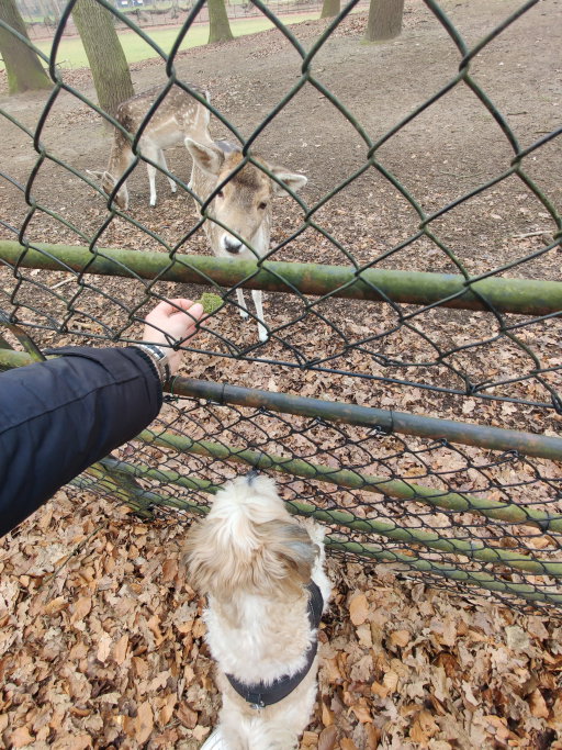 Robin, pet sitter in Amersfoort, photo 4