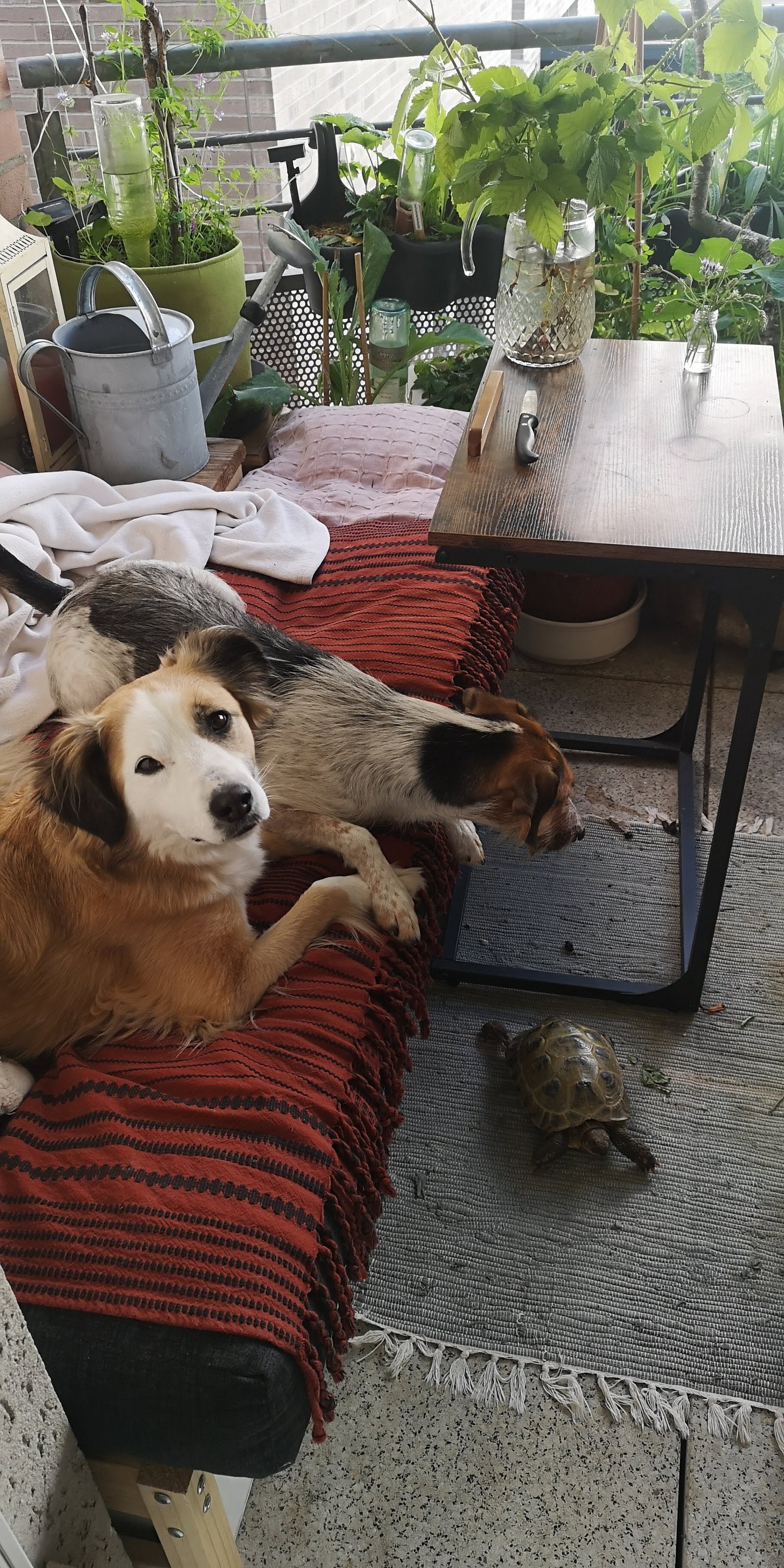 Regina, pet sitter in Hamm, photo 2