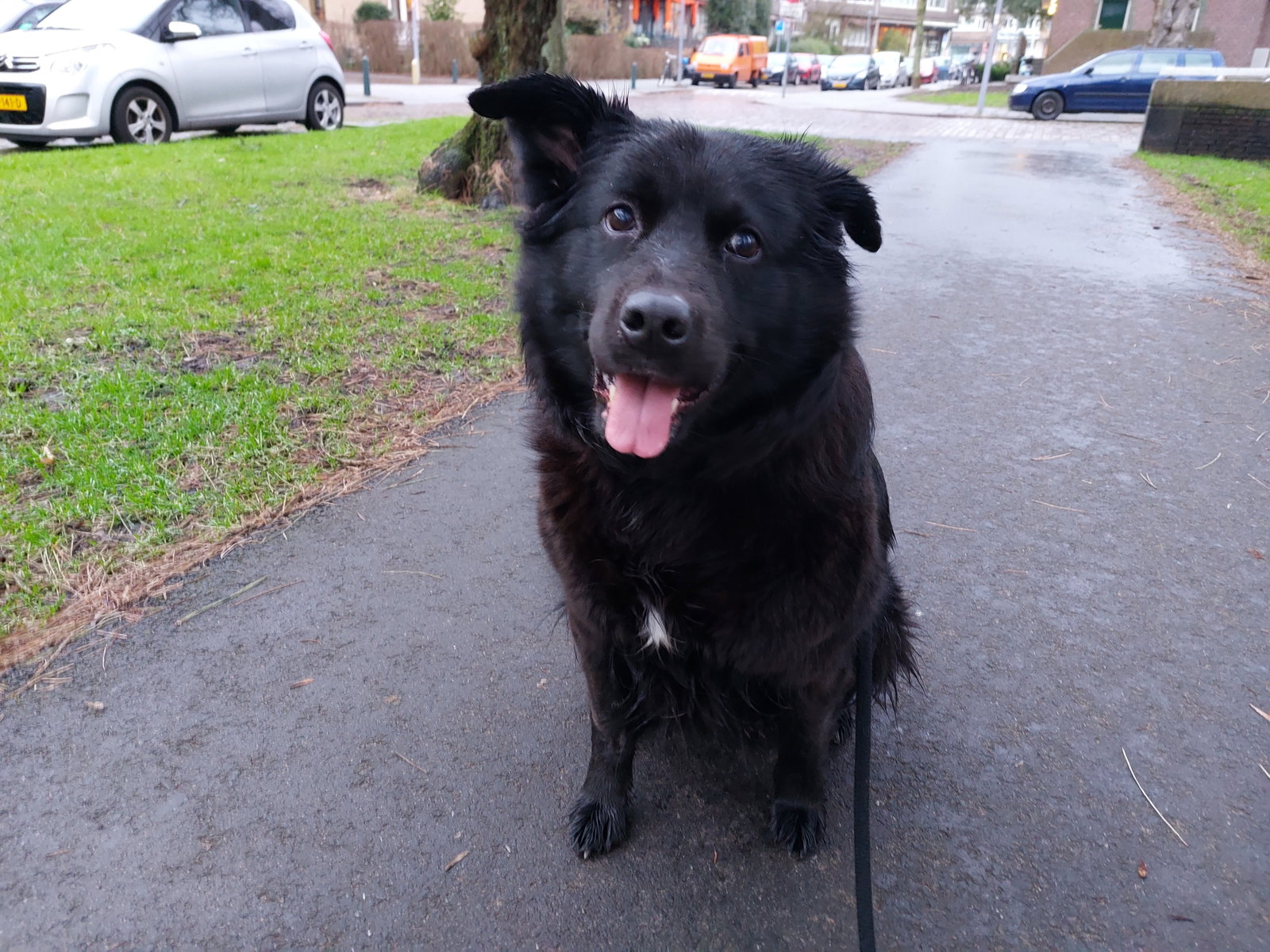 Matthijs, pet sitter in Rotterdam, photo 2