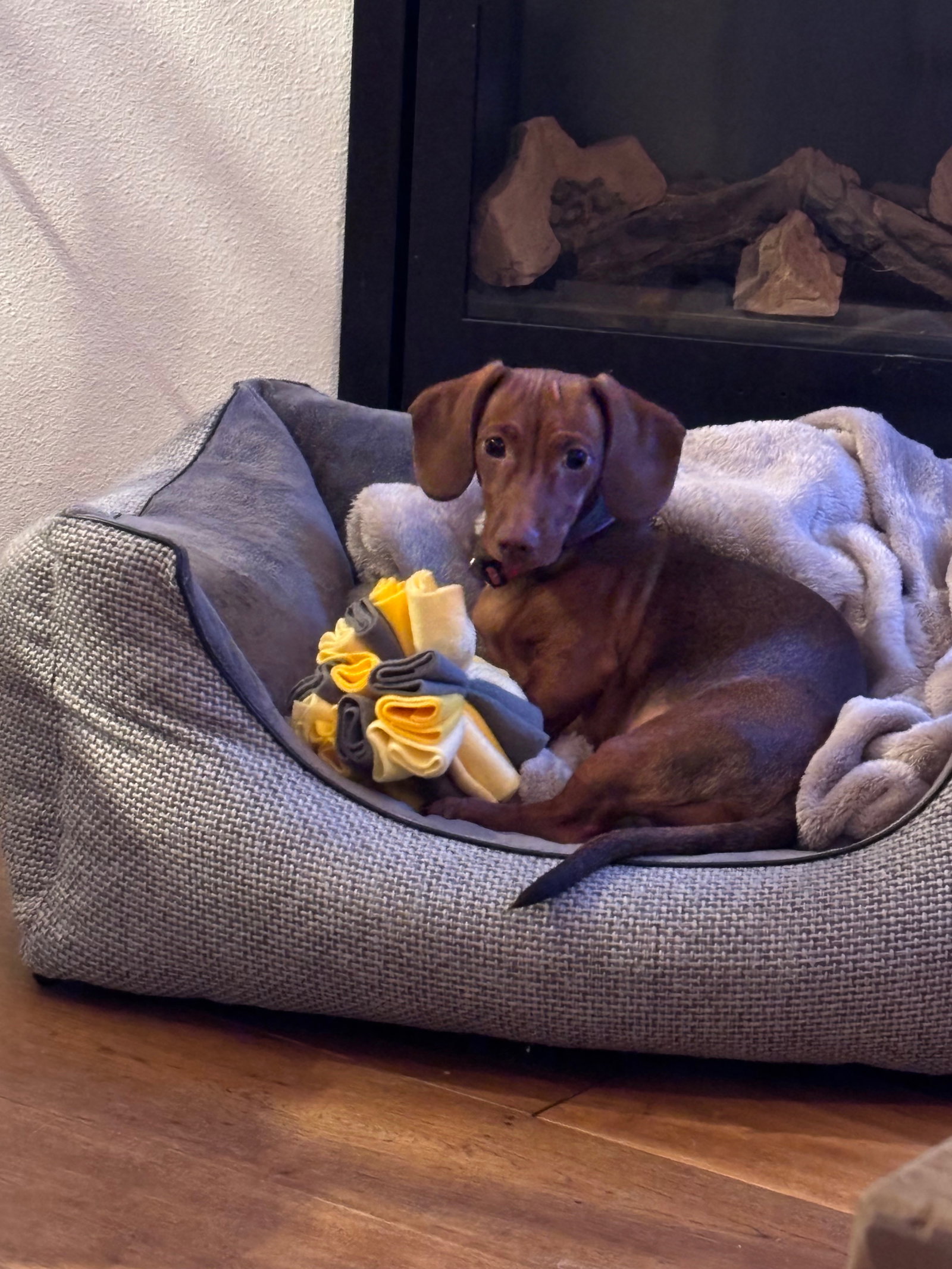 Miriam, pet sitter in Wijchen, photo 1