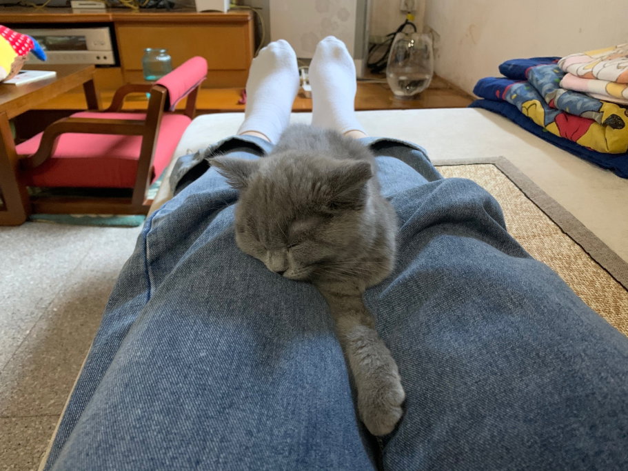Jazmin, pet sitter in Amsterdam, photo 1