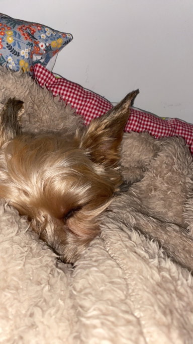 Lina, Tiersitter in Börnsen, Foto 2