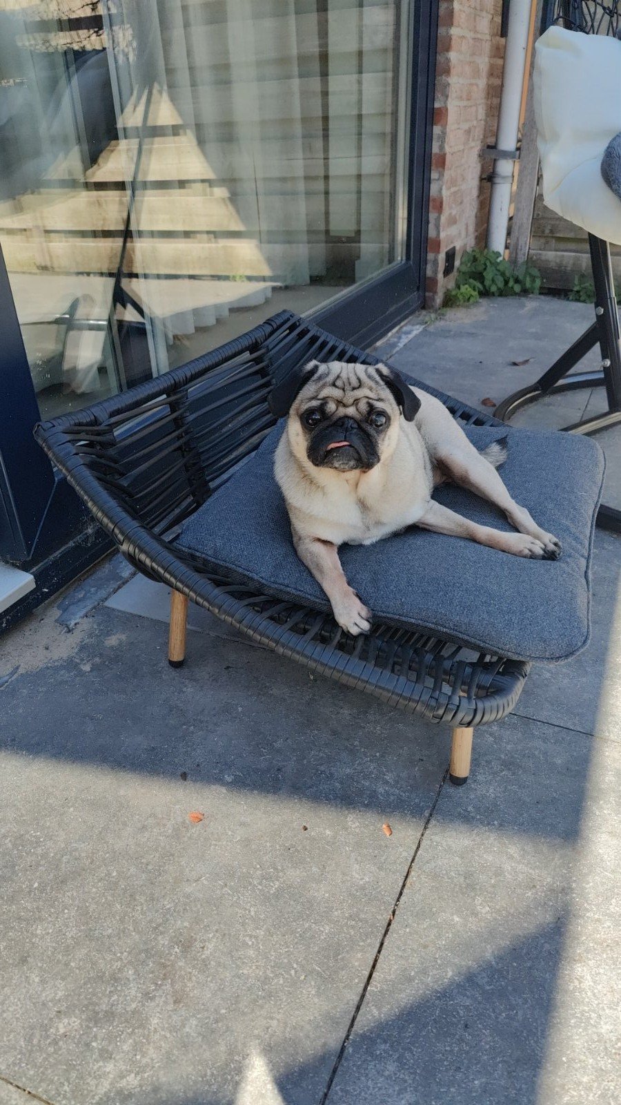 Felipe, pet sitter in Alphen aan den Rijn, photo 4