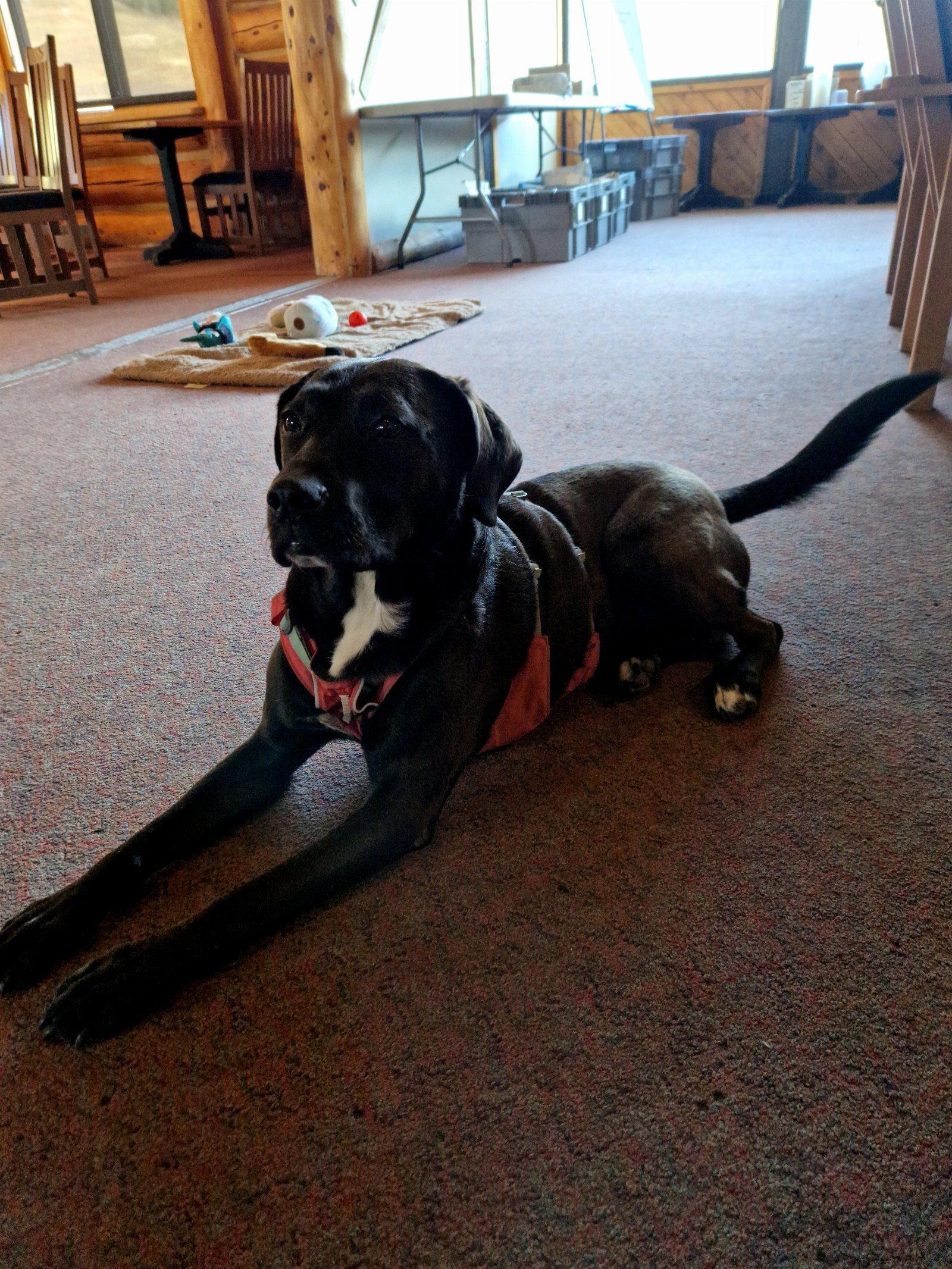 Noumi, pet sitter in Amsterdam, photo 1