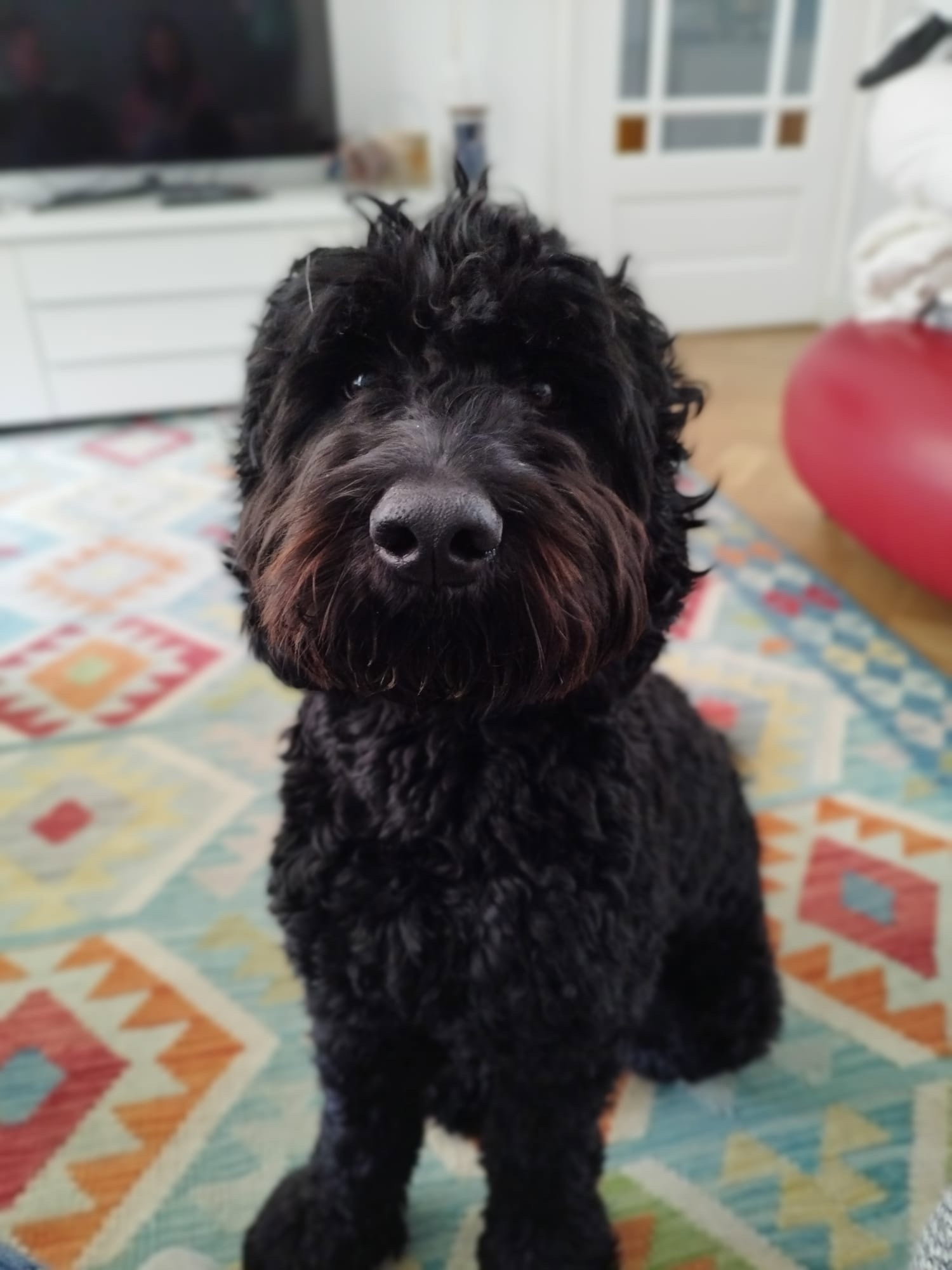 Violeta, pet sitter in Leiderdorp, photo 1