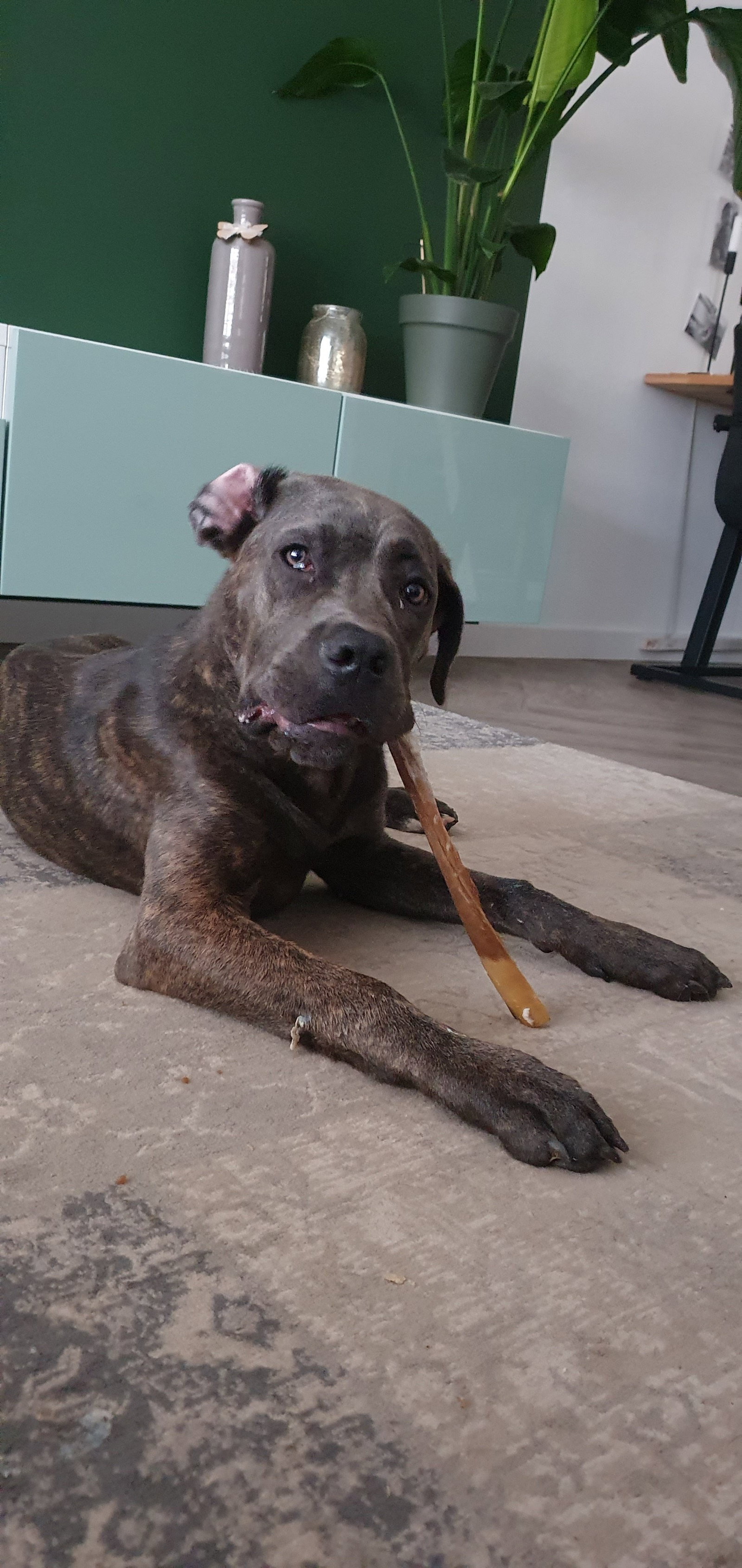 Joyce, pet sitter in Aarle-Rixtel, photo 5