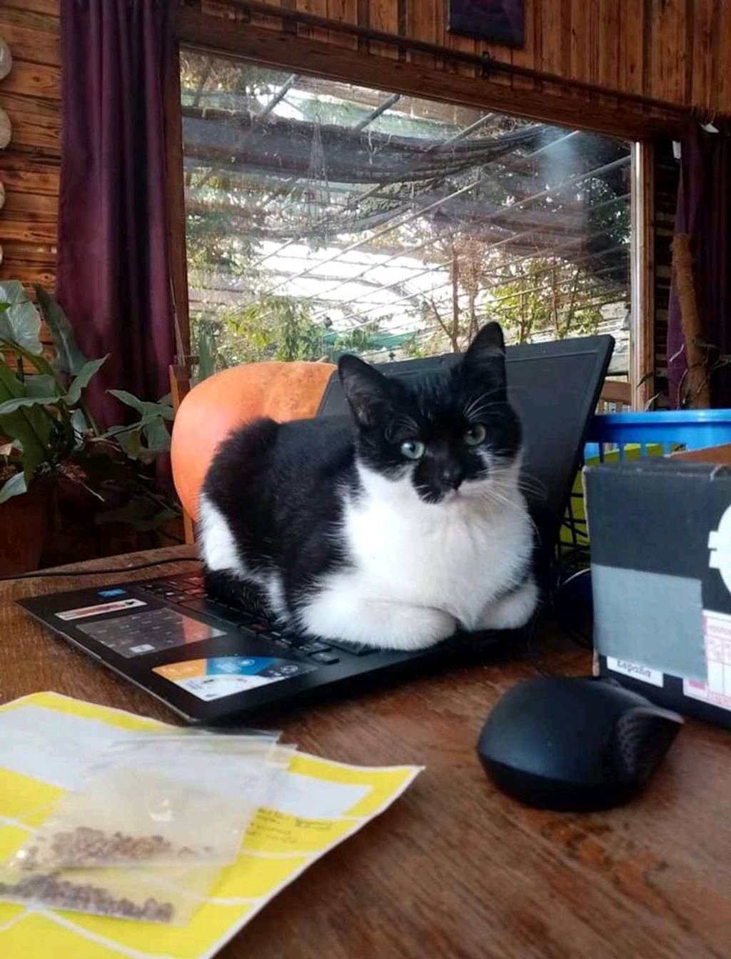Andra, pet sitter in Hoevelaken, photo 5
