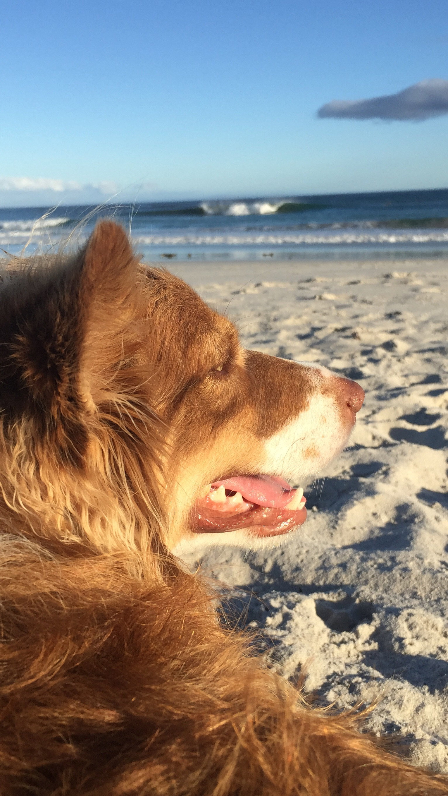 Nina, pet sitter in Amsterdam, photo 2