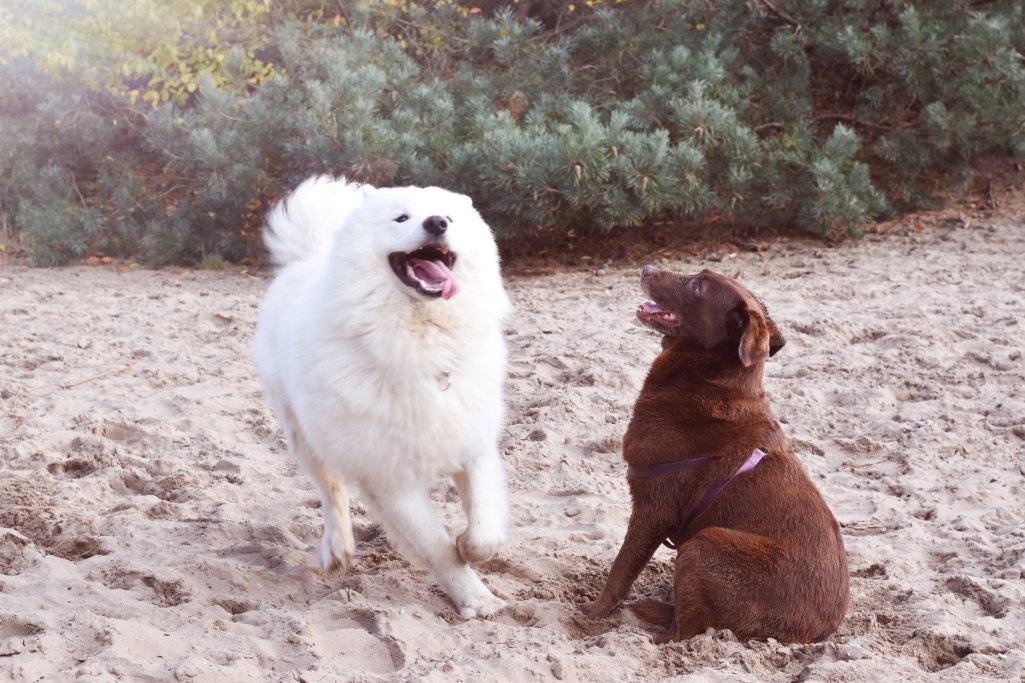 Masja, pet sitter in Ravenstein, photo 4