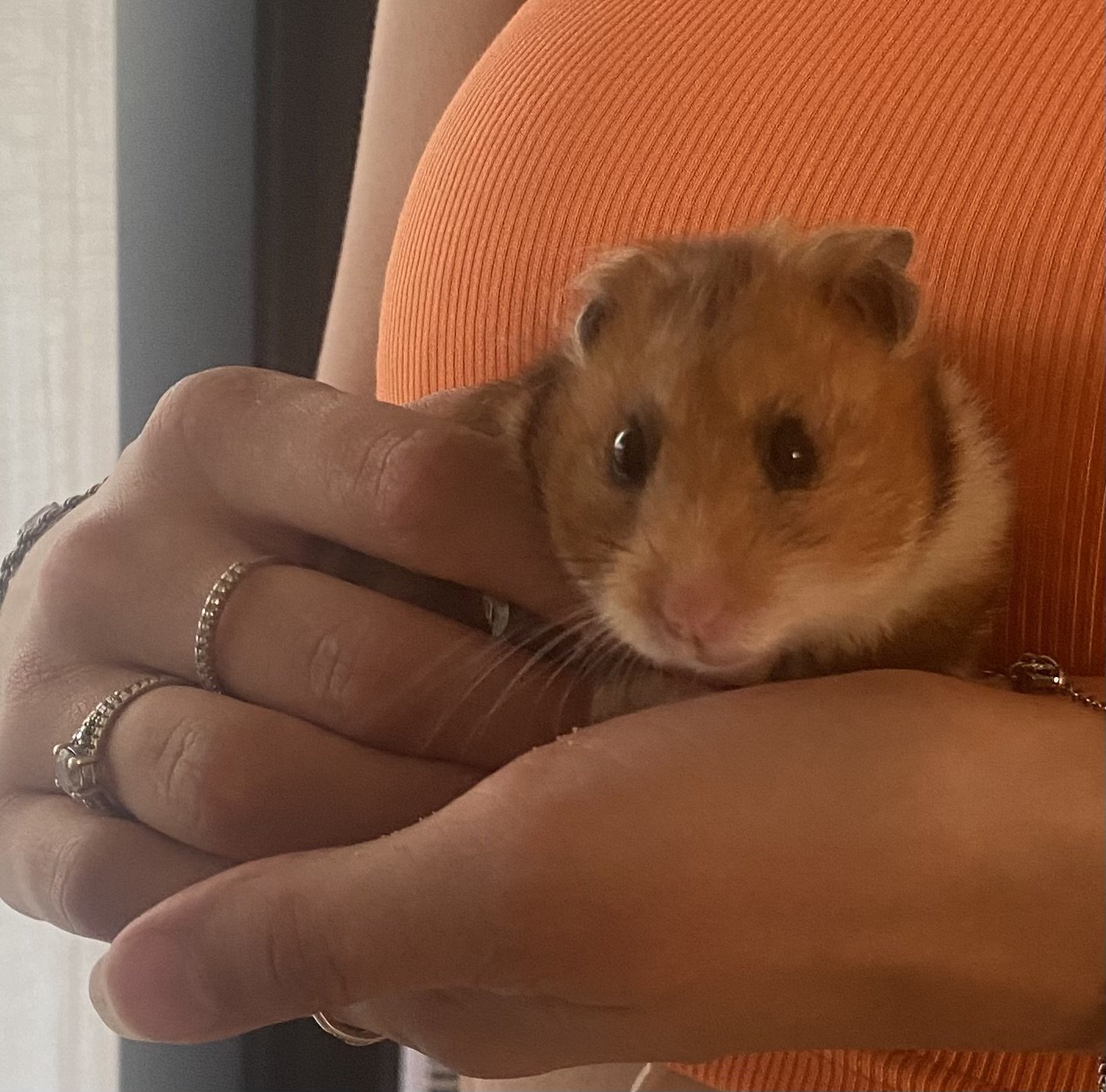 Fleur, pet sitter in Nederhemert, photo 2
