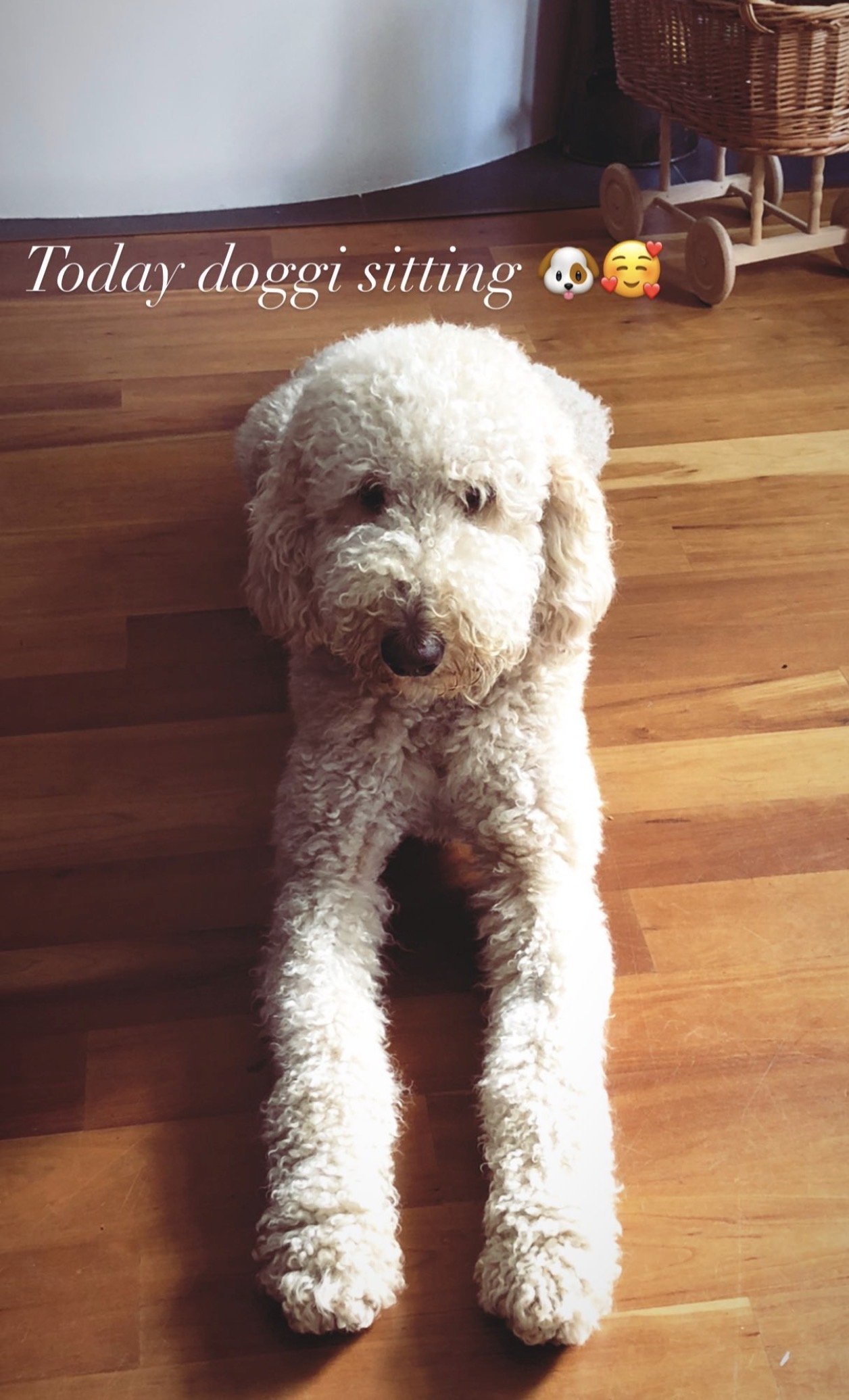 Reelika, pet sitter in Rotterdam, photo 2