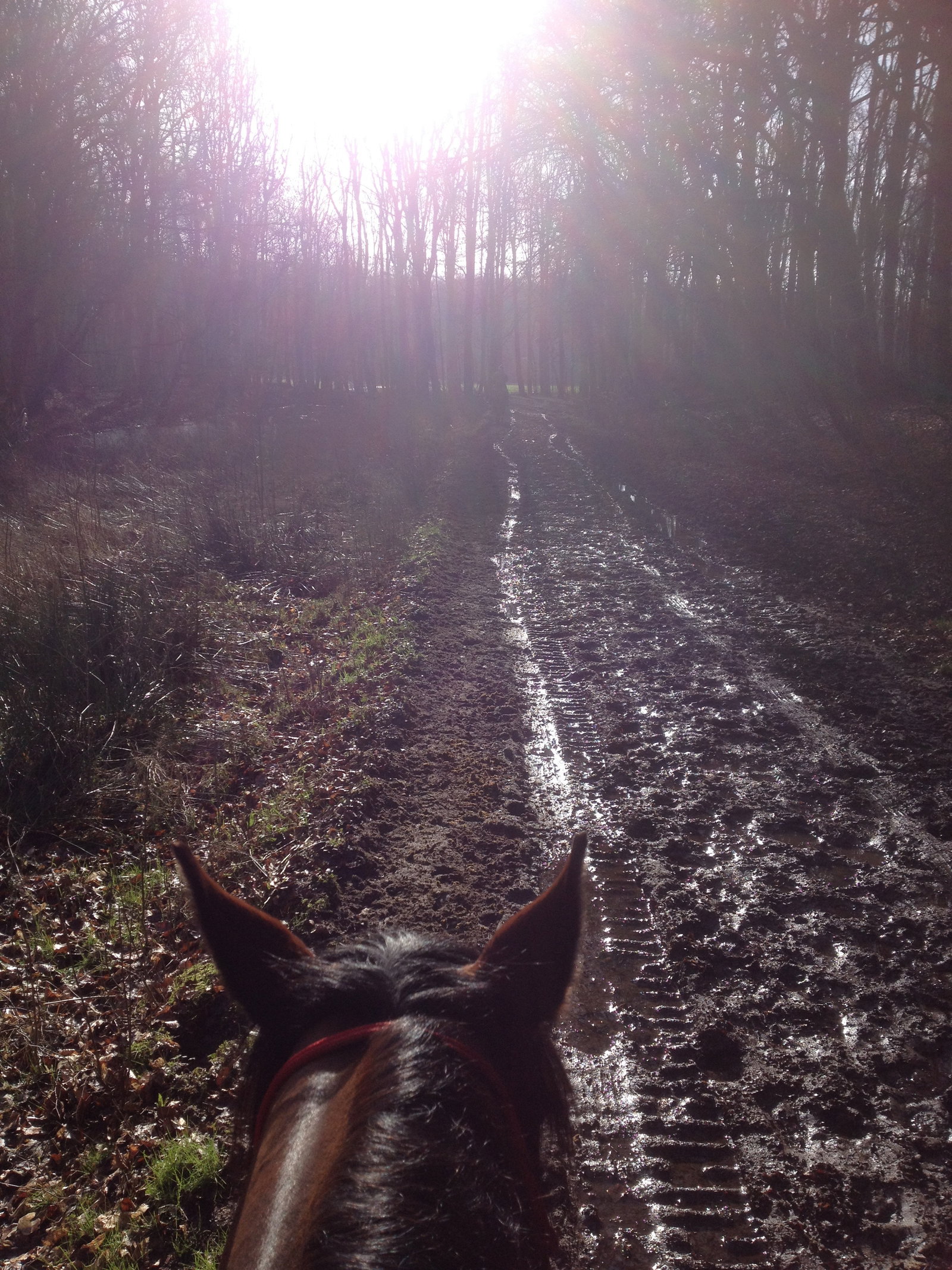 Marissa, pet sitter in Hoofddorp, photo 4