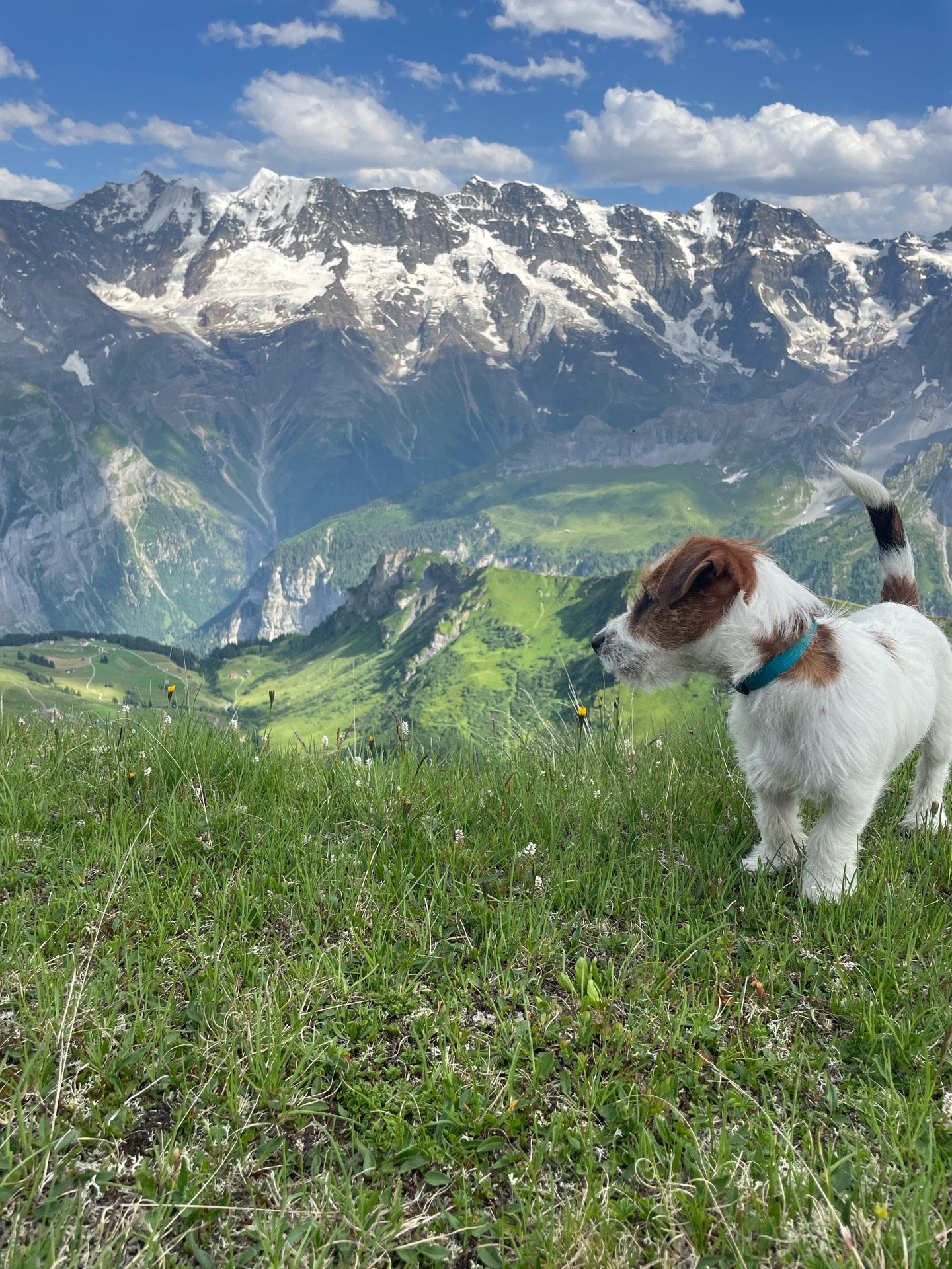 Karolina, pet sitter in oss, photo 2