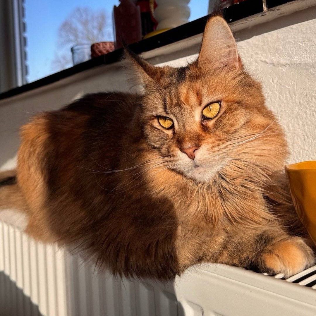 Anouk, pet sitter in Nijmegen, photo 3