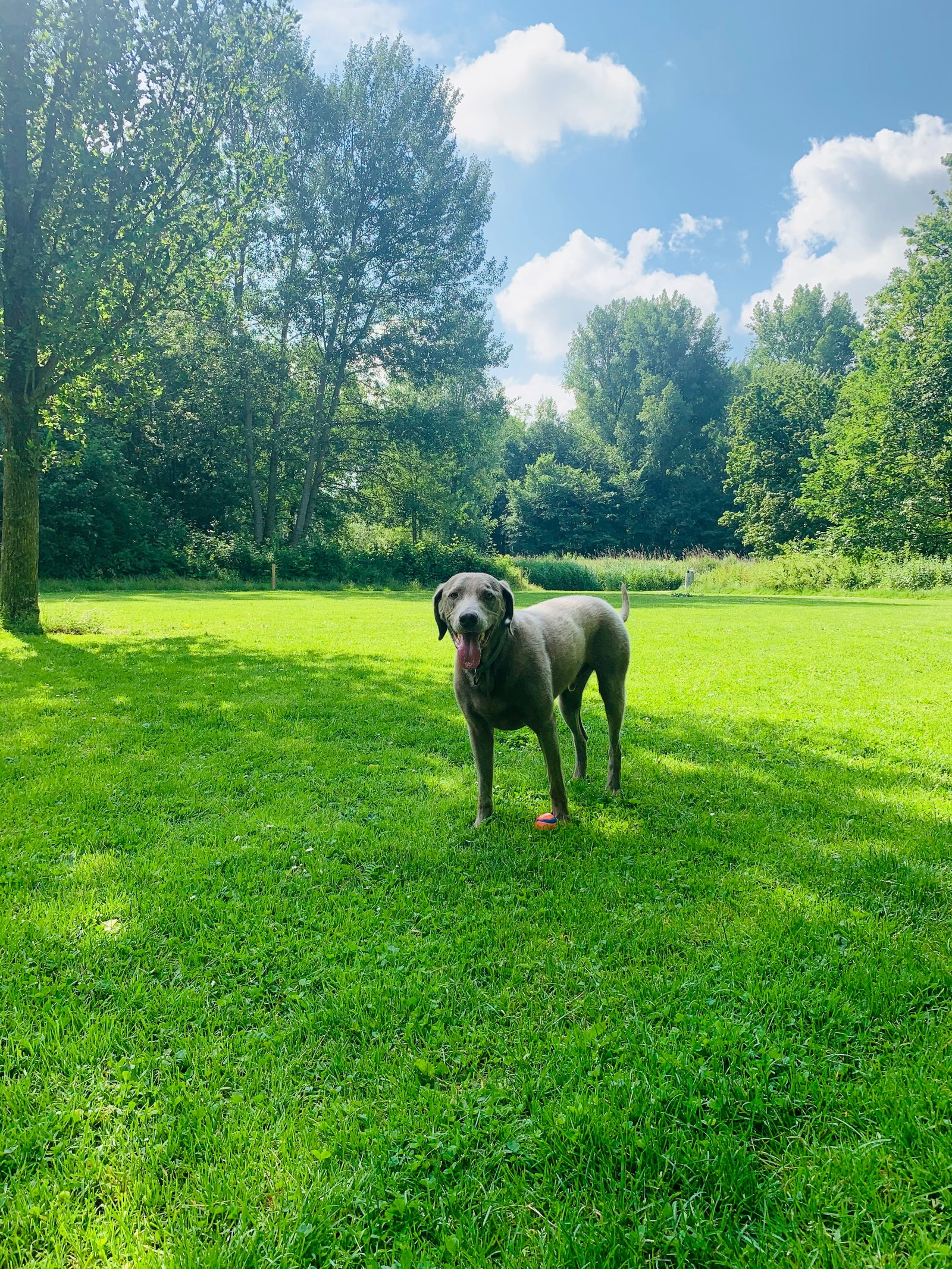 Maliwan, pet sitter in Amsterdam, photo 1