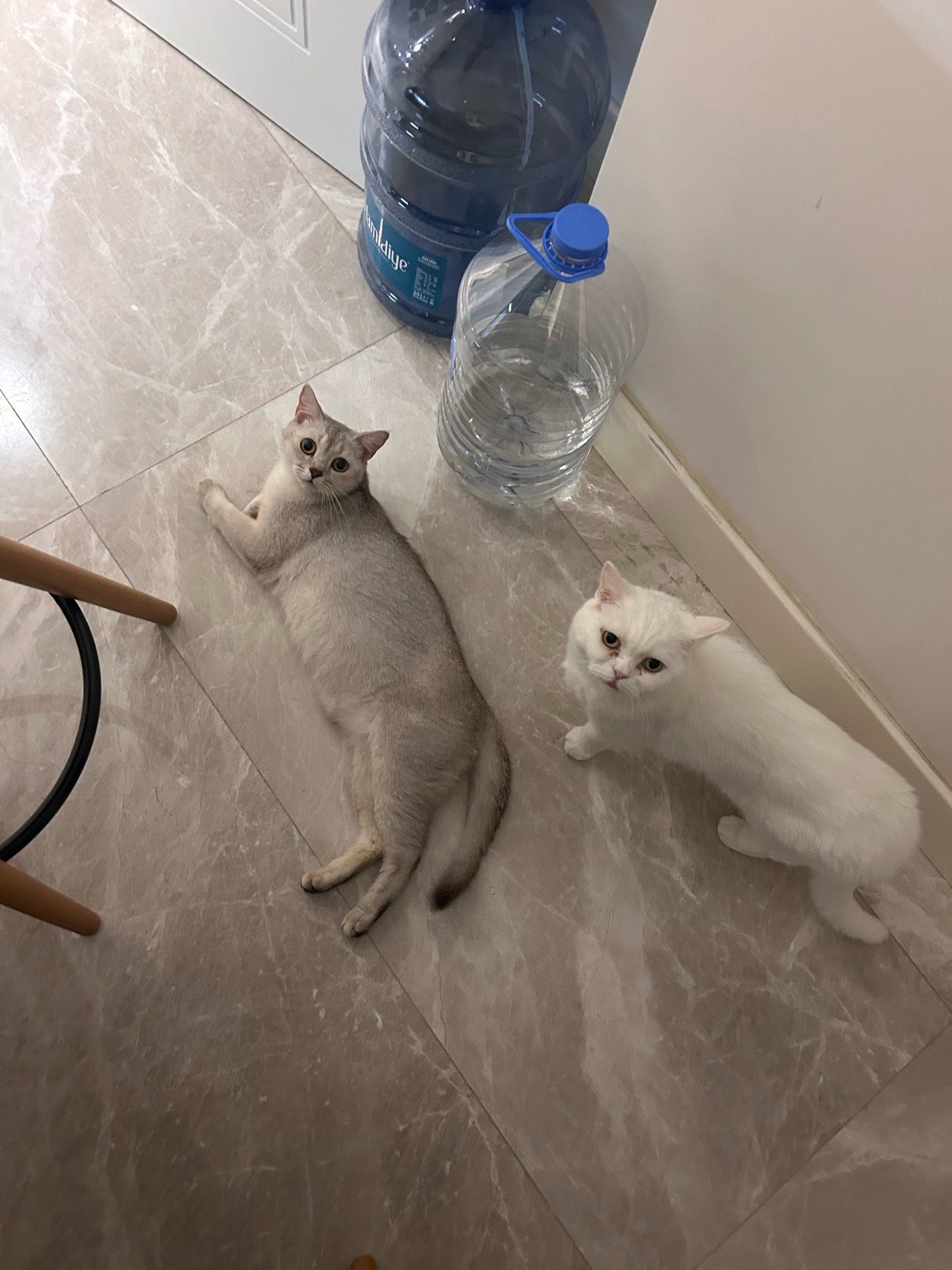 Ekin, pet sitter in Diemen, photo 3