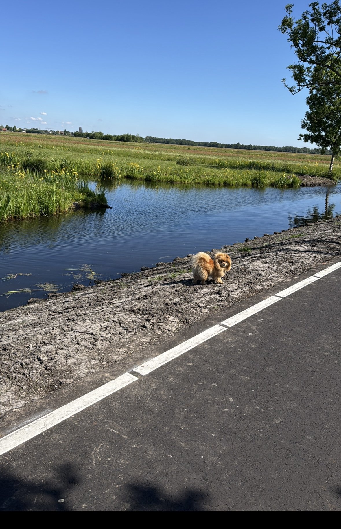 Yael, pet sitter in Gouderak, photo 4
