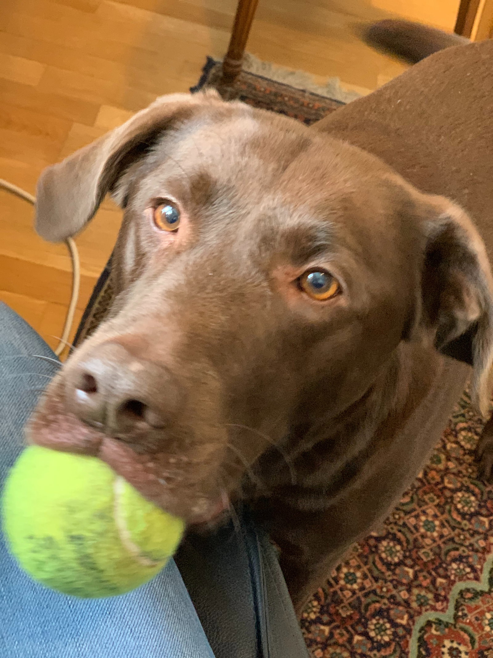 Emma, pet sitter in Amsterdam, photo 2