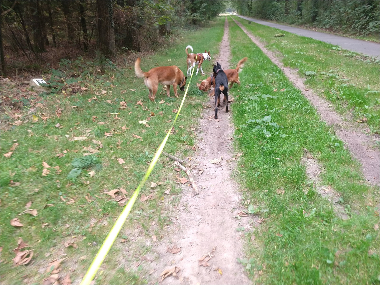 Kevin, pet sitter in Nieuw-Amsterdam, photo 1