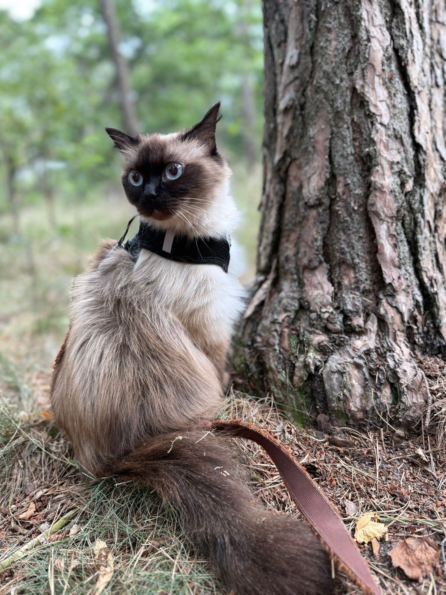 laura, pet sitter in Uden, photo 4