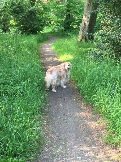 Maud, pet sitter in Haarlem, photo 3