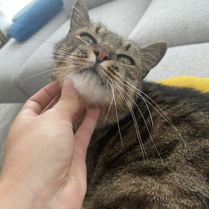 Lena, pet sitter in Rotterdam, photo 1