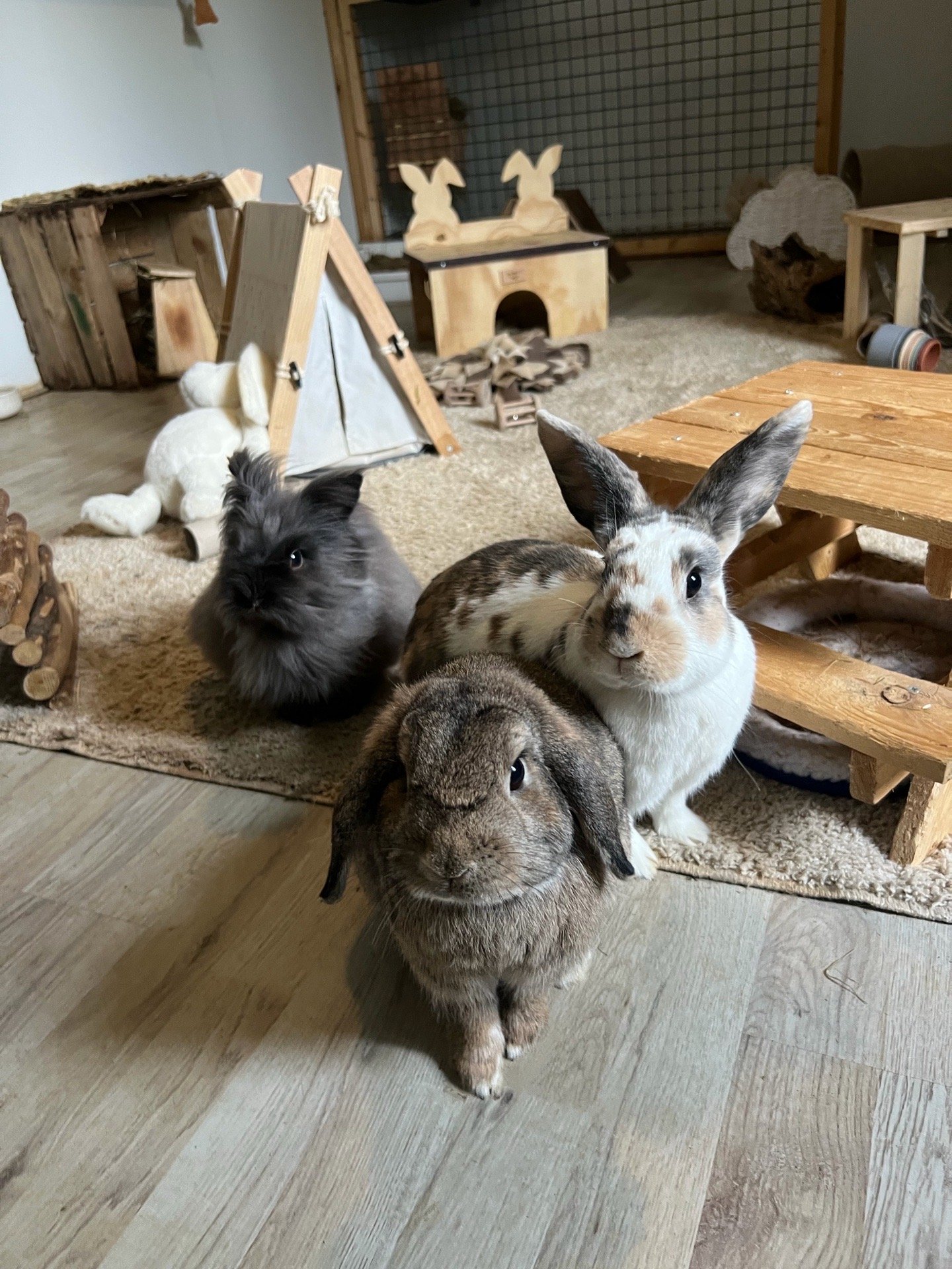 Sharona, pet sitter in Deventer, photo 1