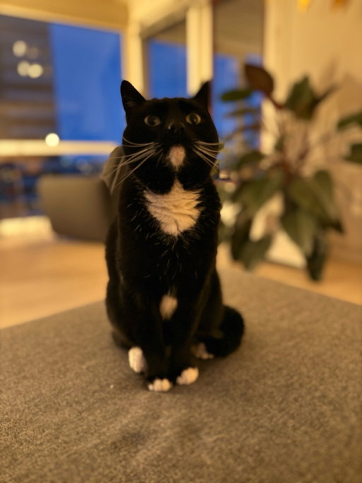 Jaimie, pet sitter in Leiden, photo 1