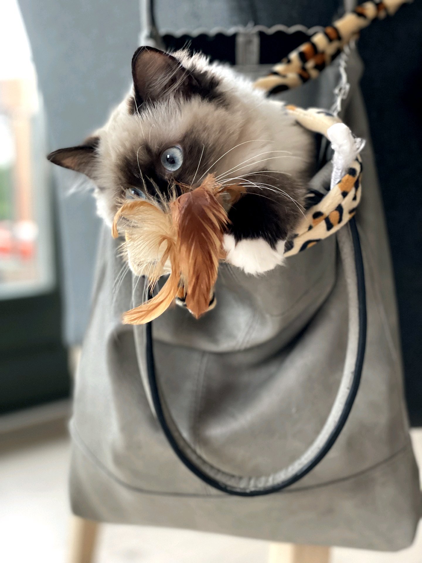 Indy, pet sitter in Best, photo 4