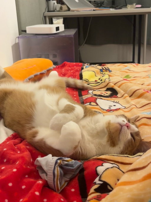 Shengnan(Victoria), pet sitter in Leiden, photo 1