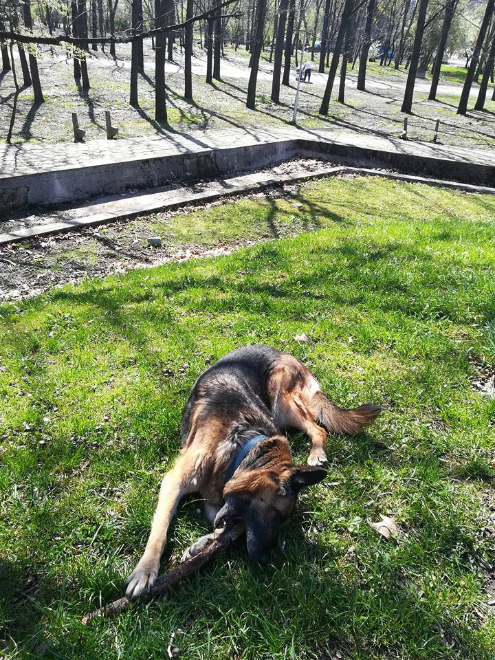 Sunny, pet sitter in Tilburg, photo 2