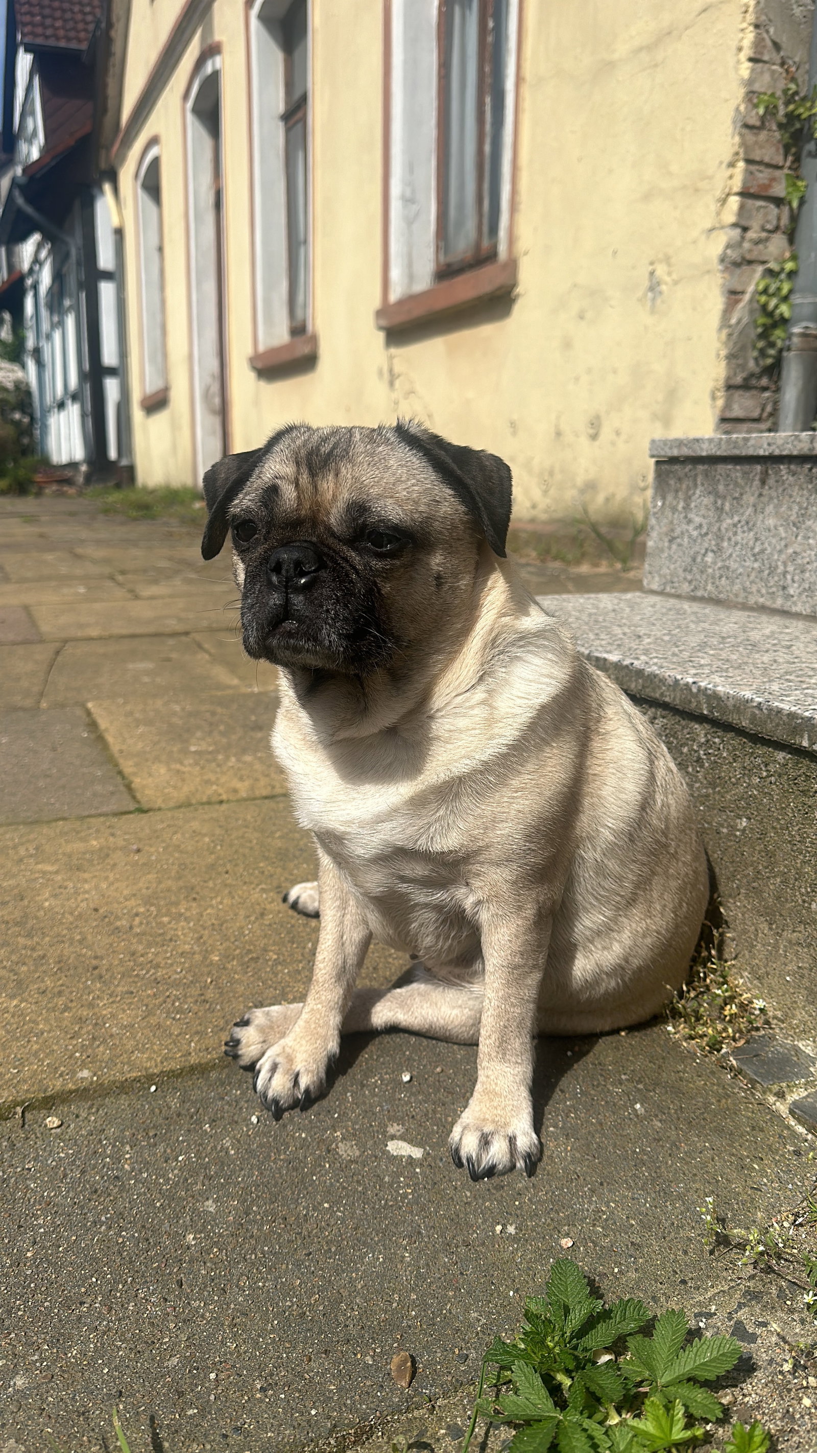 Katja, pet sitter in Hannover, photo 2