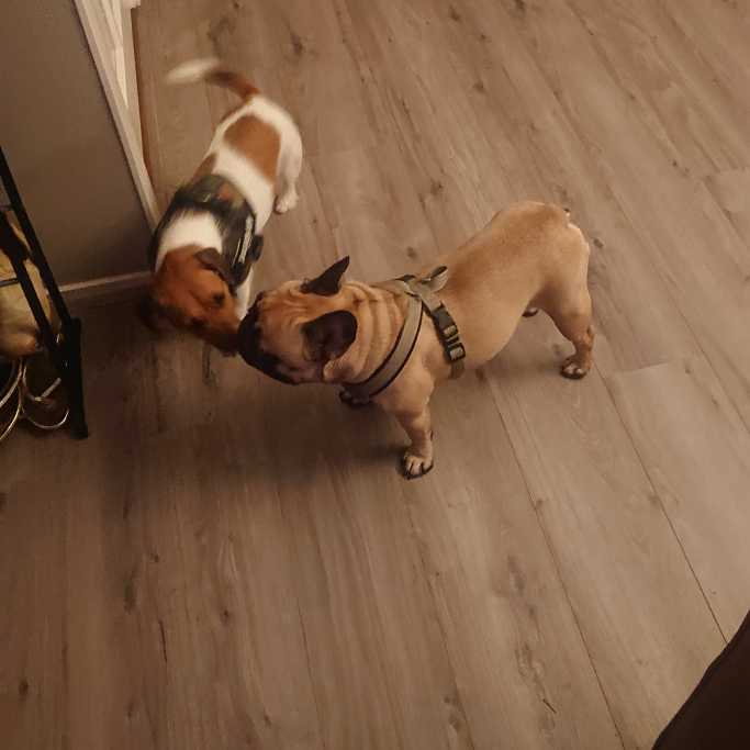 Anastasiya, pet sitter in Wassenaar, photo 5