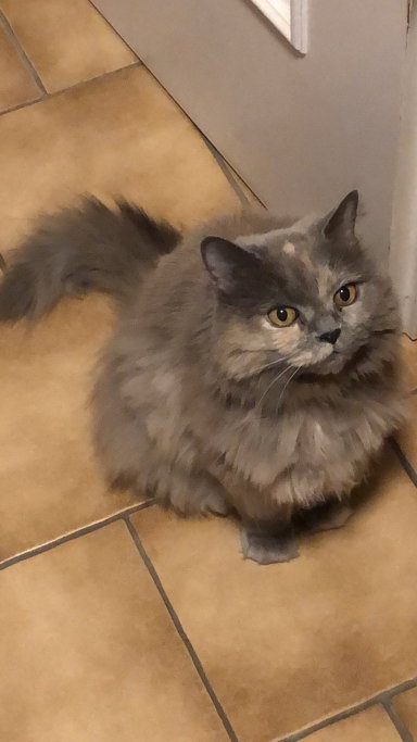 Sandra, pet sitter in München, photo 3