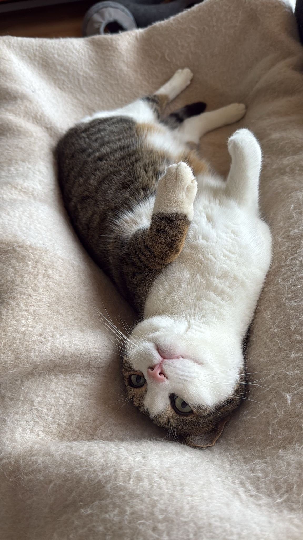 Nerea, pet sitter in Amsterdam, photo 5