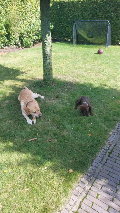 Kelly, pet sitter in Boxmeer, photo 3