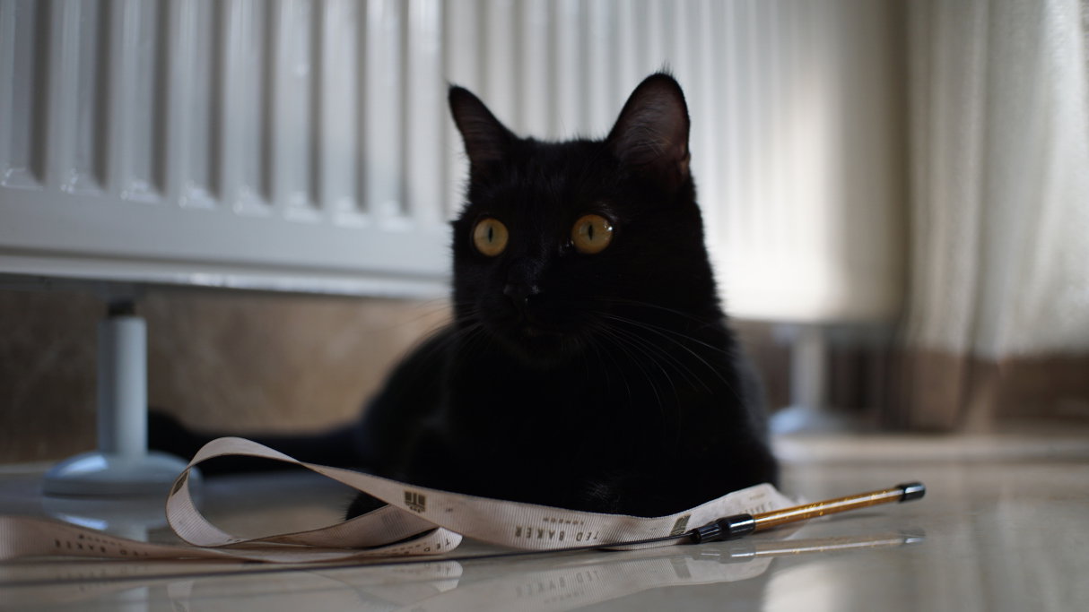 Twan, pet sitter in Amsterdam, photo 3
