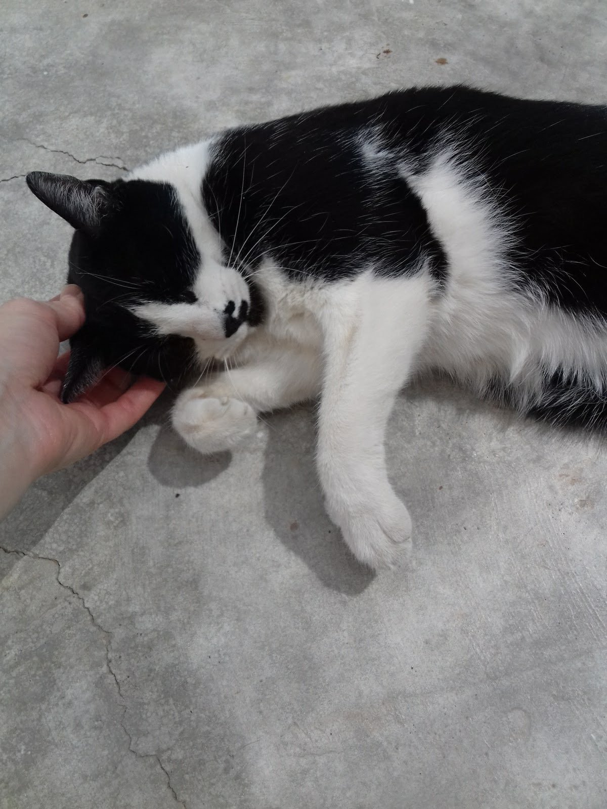 Aldana, pet sitter in Amsterdam, photo 3
