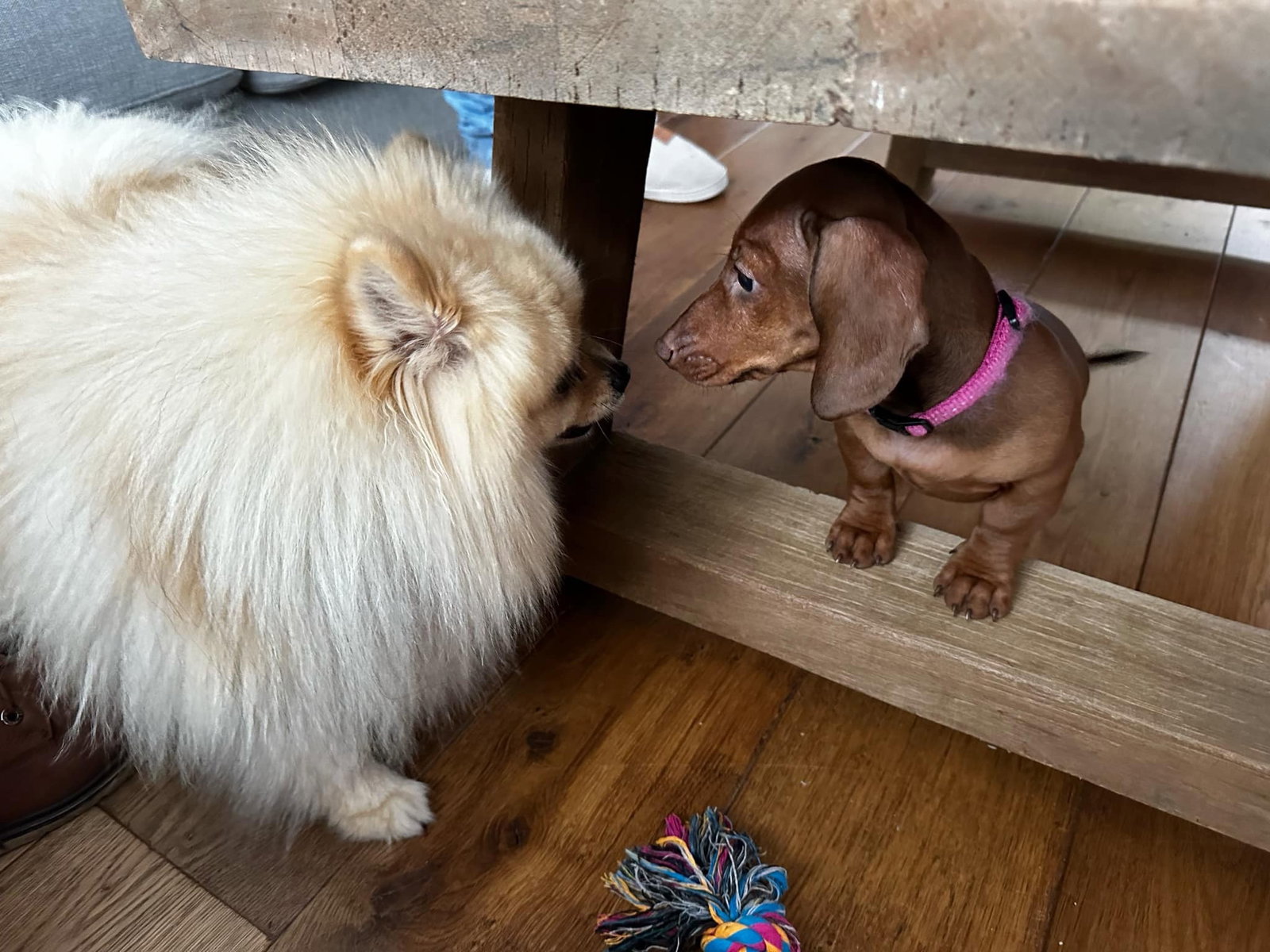 Miriam, pet sitter in Wijchen, photo 2